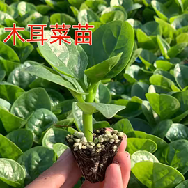 大叶木耳菜苗秧四季小青菜蔬，菜种秋冬季种孑阳台盆栽圆叶木耳菜秧