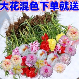 带根带花苞重瓣太阳花盆栽花卉好养四季开花室外阳台庭院种植