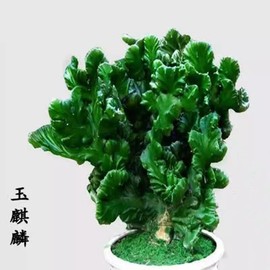 多肉植物玉麒麟盆栽花卉仙人掌麒麟掌室内吸甲醛防辐