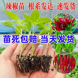 春季辣椒苗青椒种籽子螺丝椒蔬菜幼秧苗朝天椒番茄茄子四季盆栽苗