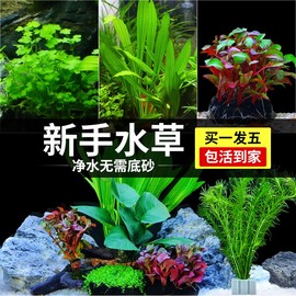 水草植物鱼缸真草造景生态全套，摆件养鱼增氧铺底，阴性水培净化绿植