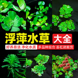 浮萍真水草植物鱼缸造景好养水生植物龟缸水芙蓉水葫芦古法养鱼