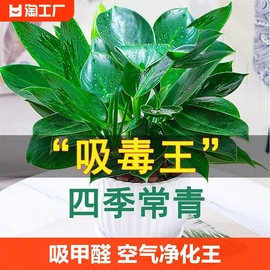 金钻盆栽绿萝箩室内植物花卉绿植水培，万年青(万年青)多肉吸除甲醛客厅驱蚊