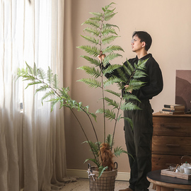 长毛金猴蕨类大型绿植室内仿真植物装饰摆件造景盆栽客厅落地摆设