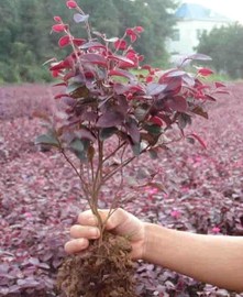 庭院绿化植物四季青花卉红花继木树苗高档灌木观赏绿篱红花继木球