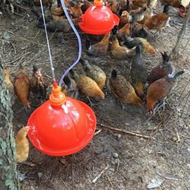 加厚鸡小鸡鸭鸽用自动饮水器加水机水壶水桶养鸡用品养殖设备