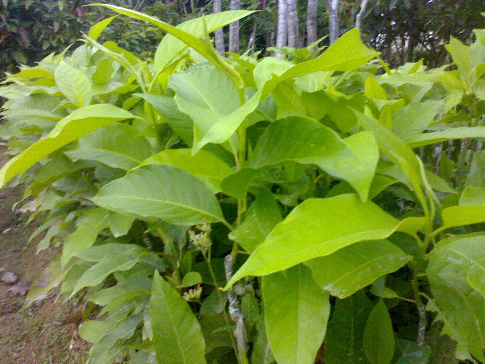 白兰花树苗盆栽黄角兰