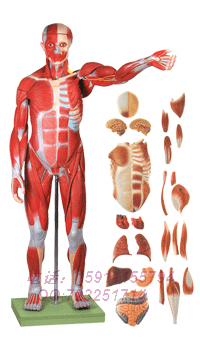 18302/1人体全身肌肉解剖模型78CM 人体肌肉模型 100个标识实拍