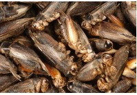 中药材中草药 蟋蟀 500克