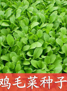 清江20天可收四季鸡毛菜