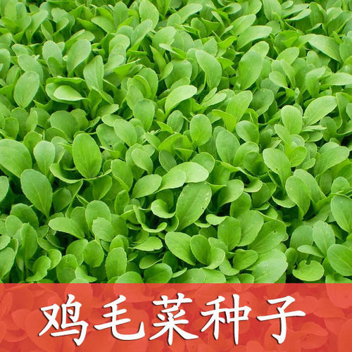 清江20天可收四季鸡毛菜