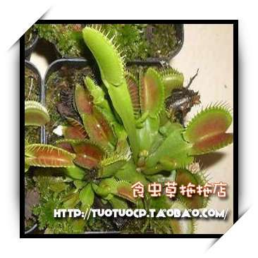 盆栽 食虫植物-大嘴x红龙捕蝇草 L大苗