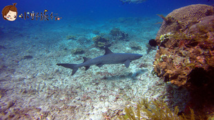 小野旅行-巴厘岛持证潜水 八丹拜图兰奔蓝梦岛 欢乐深潜中文潜店