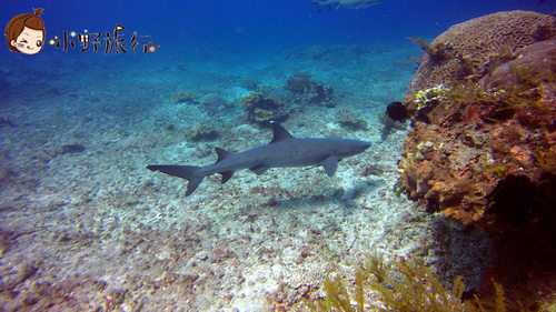 巴厘岛持证潜水