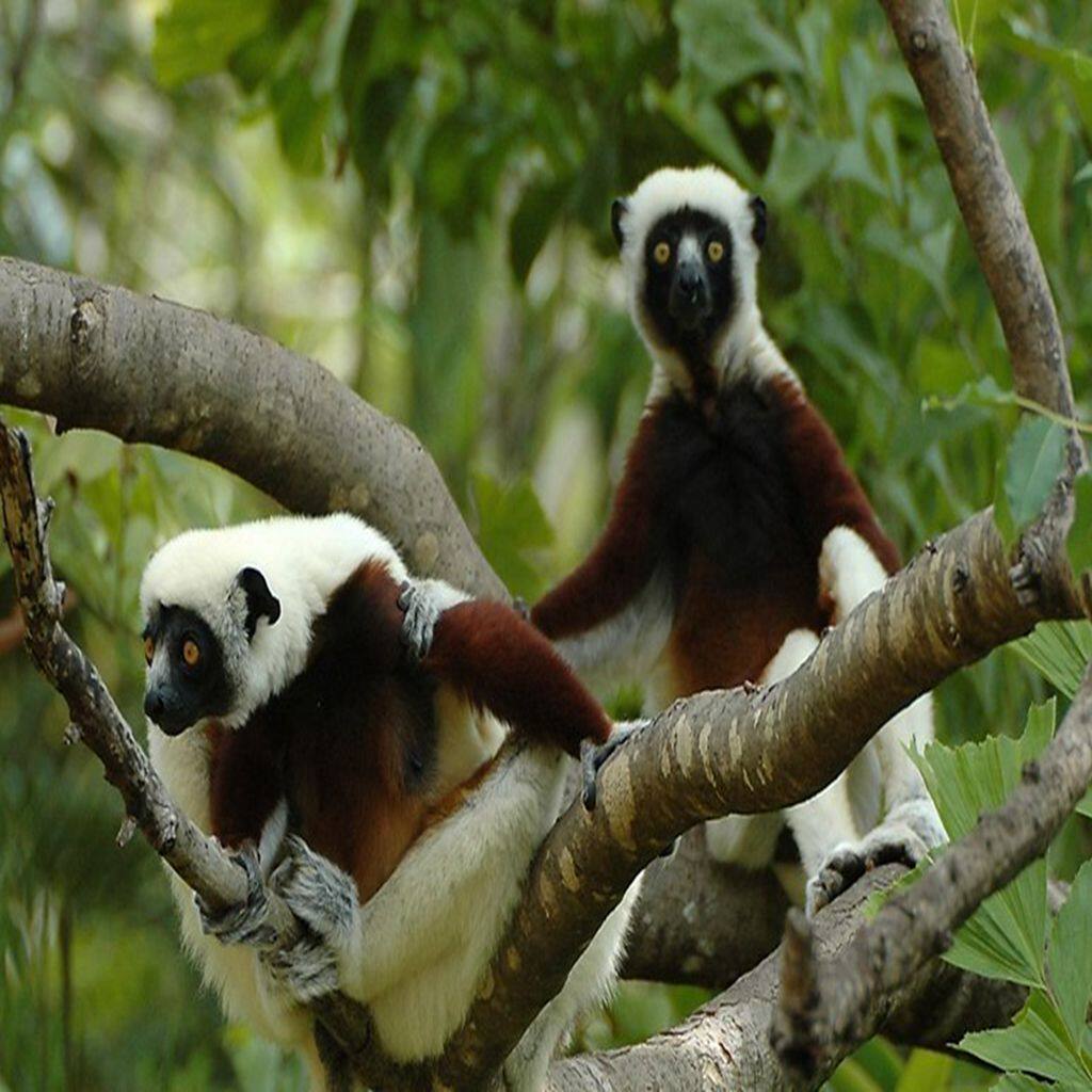 马达加斯加10日游/非洲美丽的度假圣地/猴面包树大道