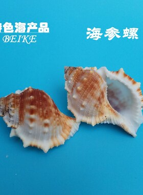 包邮10元2个天然贝壳海螺海参螺5-6厘米鱼缸造景装饰卷贝鱼寄居蟹