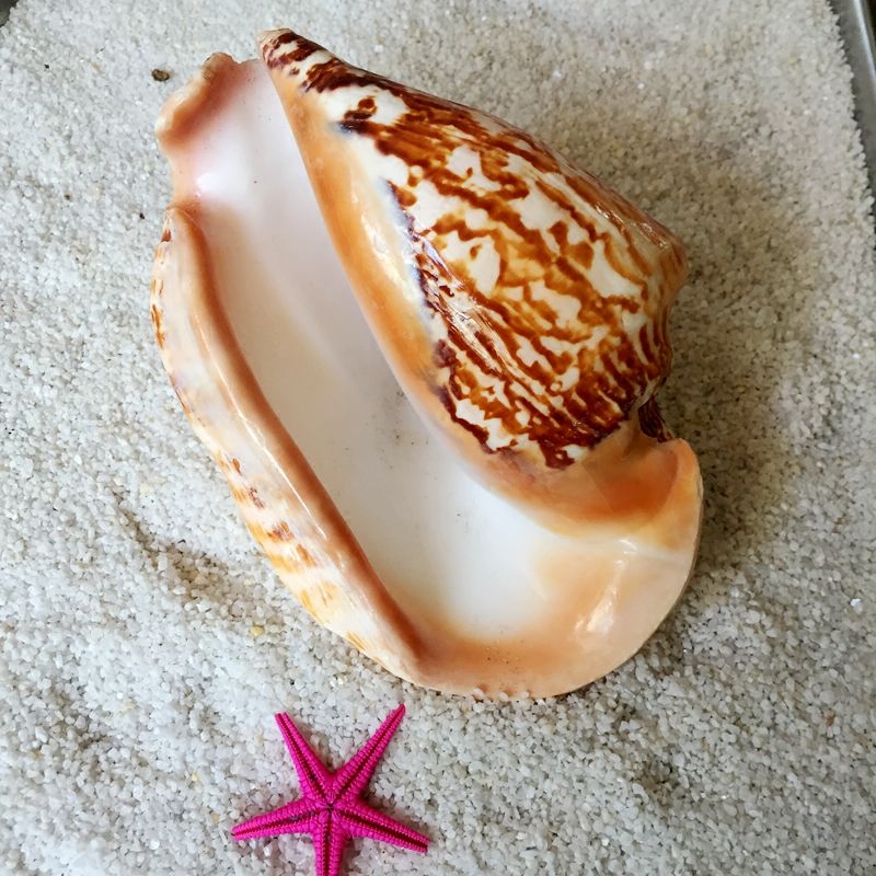 天然海螺贝壳 耳螺 水族箱造景珊瑚海螺摆件海星创意饰品