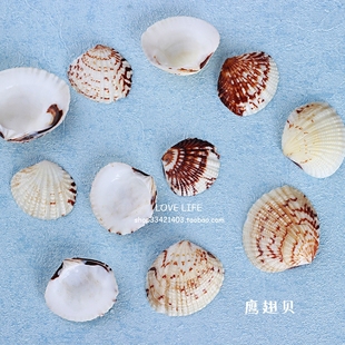 家居摆件diy漂流瓶微景观鱼缸布景 天然贝壳海螺鹰翅贝地中海风格