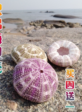 天然海螺贝壳绿海胆壳空凤海胆花盆多肉花盆创意灯罩外壳装饰摆件