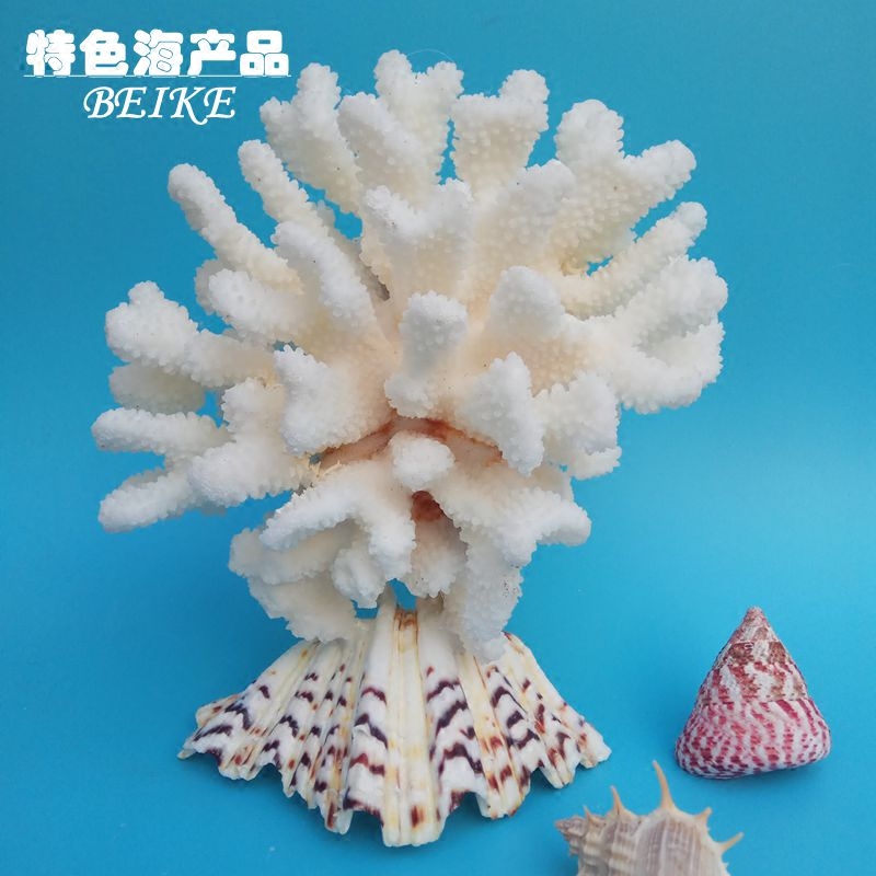 白珊瑚 天然珊瑚石 珊瑚礁 精美荷花贝盆景办公室家居鱼缸摆件|ruв категории Домашний быт, творческие украшения, густой/раковина/кораллы - от Buy2taobao.com для оказания профессиональной услуги покупки агента Taobao