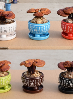 观赏灵芝盆景盆栽家居摆件装饰品标本 仿真花 装饰花假花吉祥如意