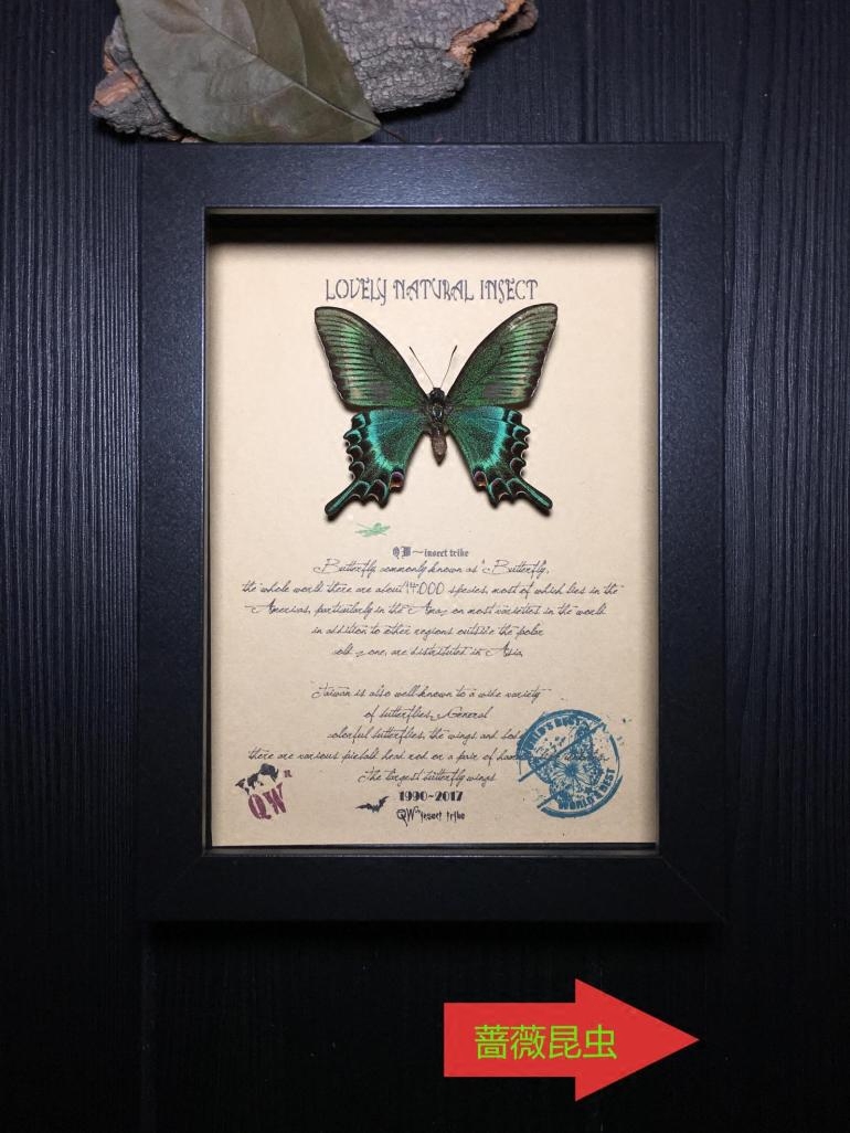 昆虫记·东北亚罕见春型挚爱女神绿带翠凤蝶·欧式简约昆虫礼品
