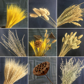天然麦穗干花真花束，开业大麦田园，装饰摆件满天星稻穗拍摄道具