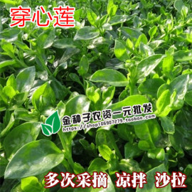 穿心莲种子四季蔬菜种子阳台种菜菜籽盆栽秋季农家植物蔬菜籽