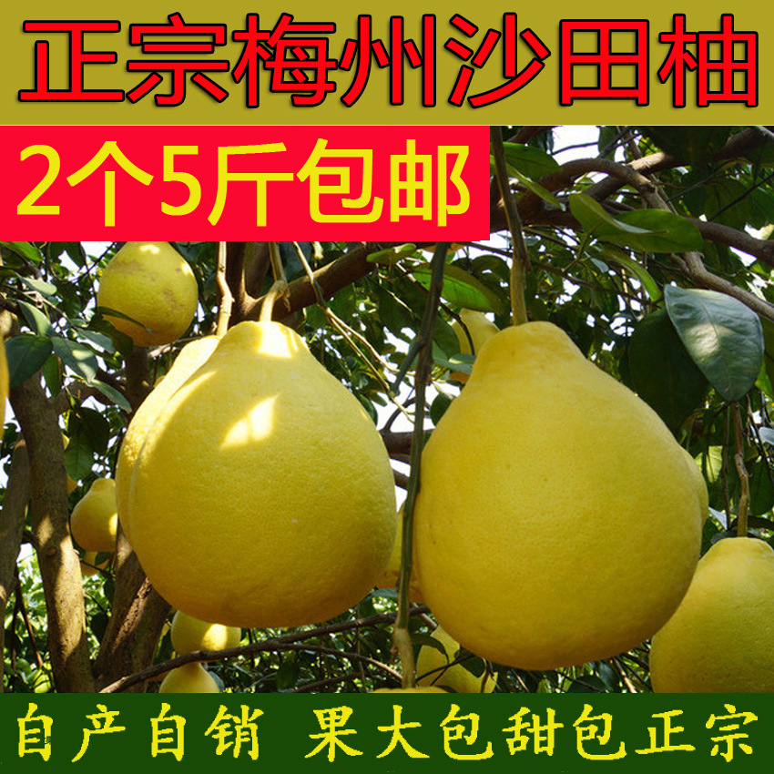 南福梅州正宗沙田柚子广东梅县金柚小白心肉客家特产当季新鲜水果