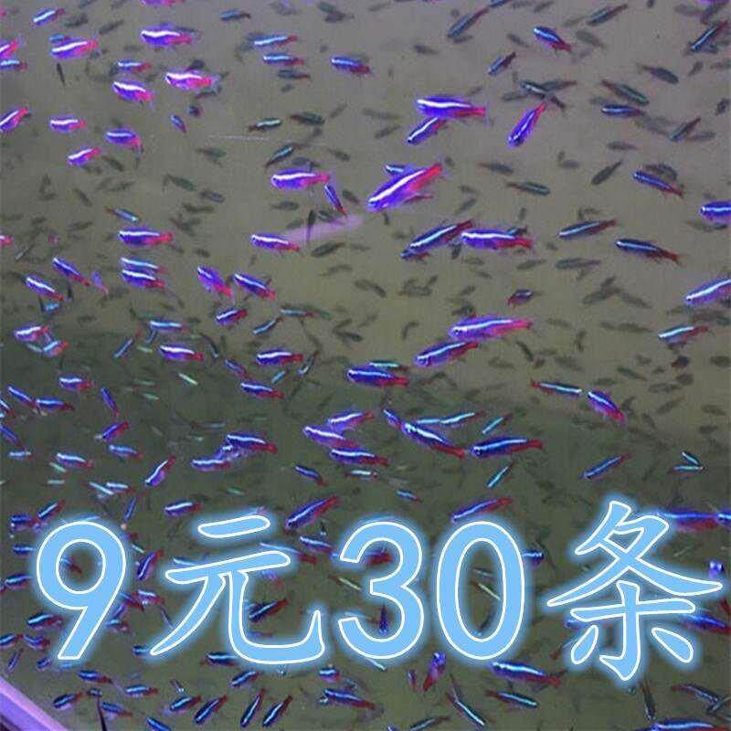 草缸灯科鱼红绿灯孔雀鱼燕子天使淡水热带冷水莲灯鱼体纯种小型鱼