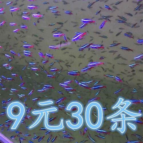 草缸灯科鱼红绿灯孔雀鱼燕子天使淡水热带冷水莲灯鱼体纯种小型鱼