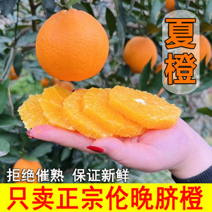 正宗广西富川脐橙香甜多汁新鲜橙子当季清甜可口精选广西甜脐橙子