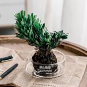 透明大口径玻璃花禁止蕉绿苔藓水培花盆酒店装 饰公室桌面摆件