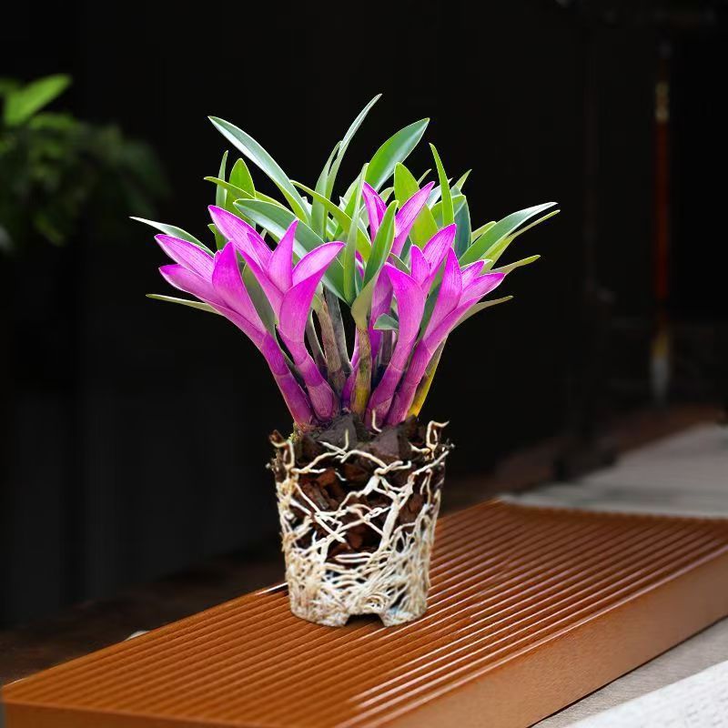 七彩香水石斛兰盆栽四季开花好养活绿植公室内植物盆栽