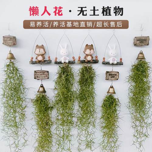挂式创意空气凤梨老人须松萝组合 办公室 懒人无土花卉绿植物