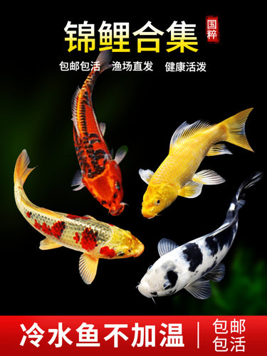 新款锦鲤活鱼冷水观赏鱼纯种小型好养耐活红白锦鲤淡水金鱼苗白金