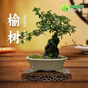 小叶榆树盆景造型老桩盆栽室内好样盆景耐寒植物客厅阳台庭院绿植