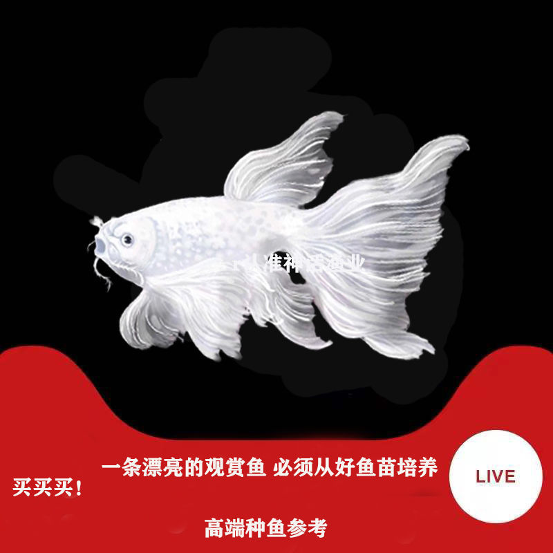 热销蝴蝶鲤观赏鱼小鱼短身贵妃龙白纯种大尾冷水鱼锦鲤鱼苗