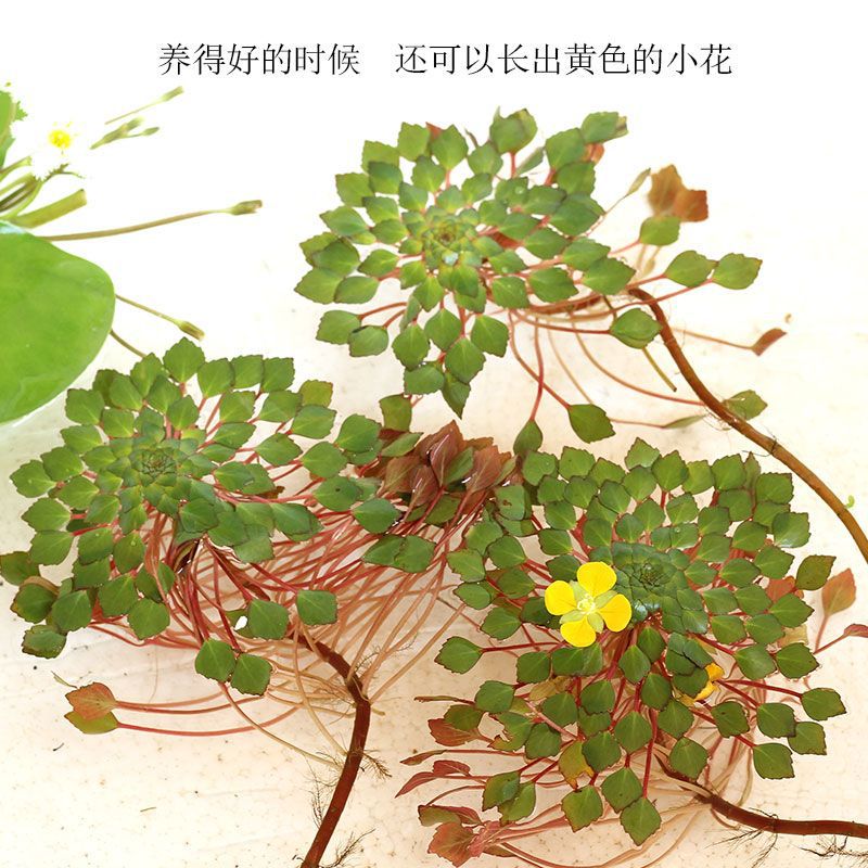好货鱼缸水草植物牡丹浮萍水芙蓉类水培浮性活体真景观造景阳台