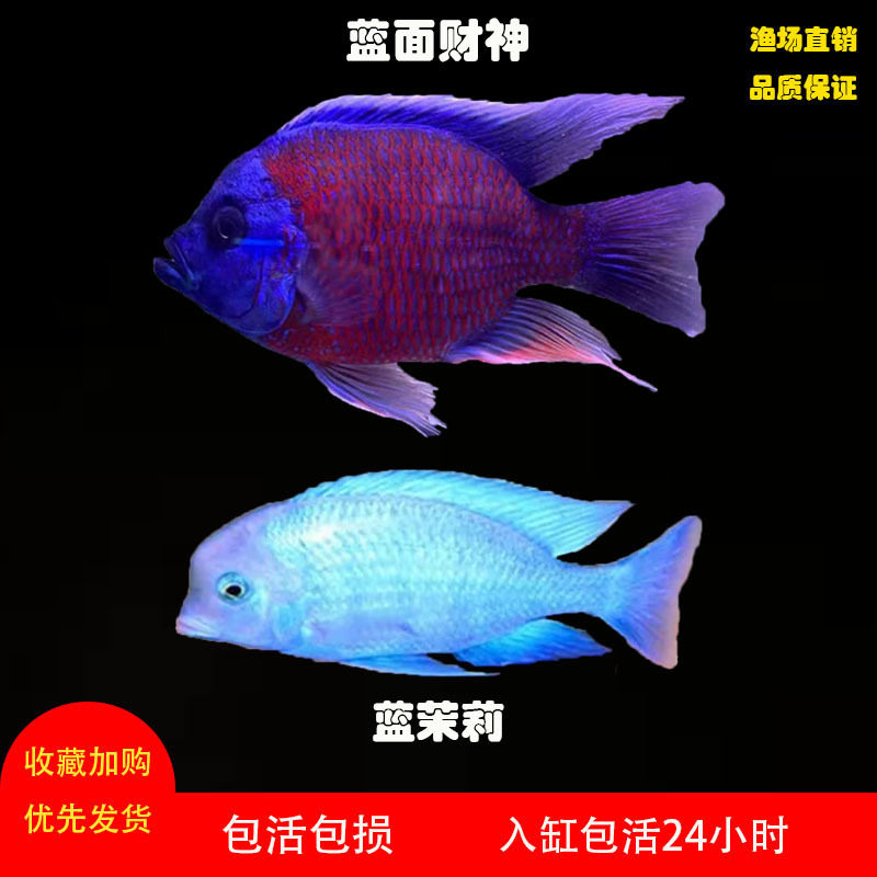 新款蓝面财神鱼淡水观赏鱼大型鱼蓝茉莉鱼龙鱼配鱼好养耐活热带鱼