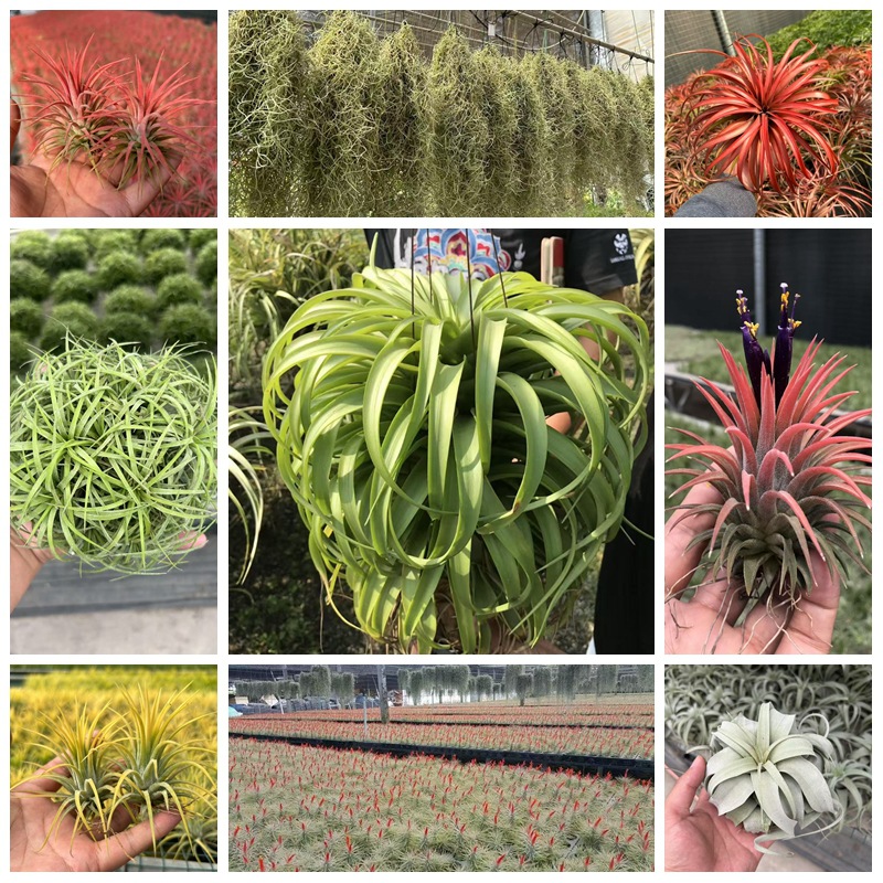 空气凤梨植物盆栽基地农场直发红精灵黄精灵绿植花卉无土懒人好养