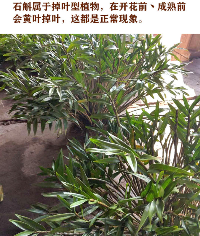 新款四川夹江叠鞘石斛苗 川石斛黄草黄橙石斛 比鼓槌金钗铁皮石斛