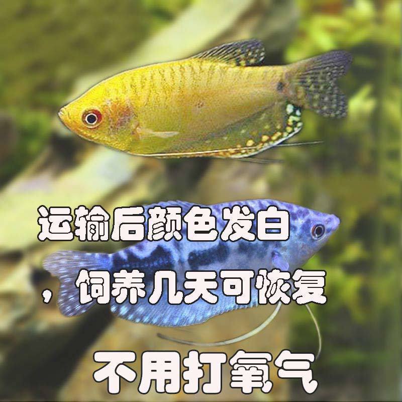 新款曼龙鱼蓝黄曼龙鱼观赏鱼小型淡水鱼宠物鱼金鱼新手鱼好养不打