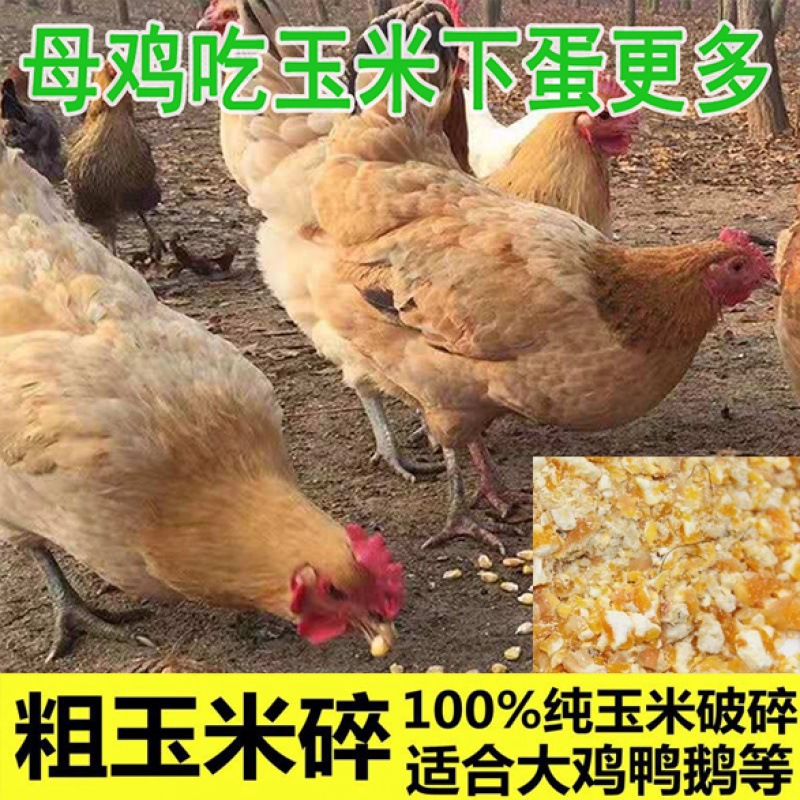 饲料玉米鸡饲料碎粒新鲜低价新品打窝斤装特惠国鸽子喂鸡鸭鹅