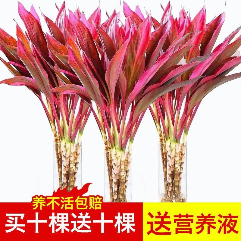 富贵竹水培绿植紫竹水培植物花卉盆栽四季好养大叶竹包邮净化空气