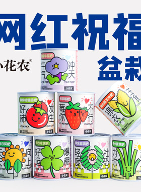 幼儿园小学种植盆栽网红款祝福盆栽绿植小花农种植摆件