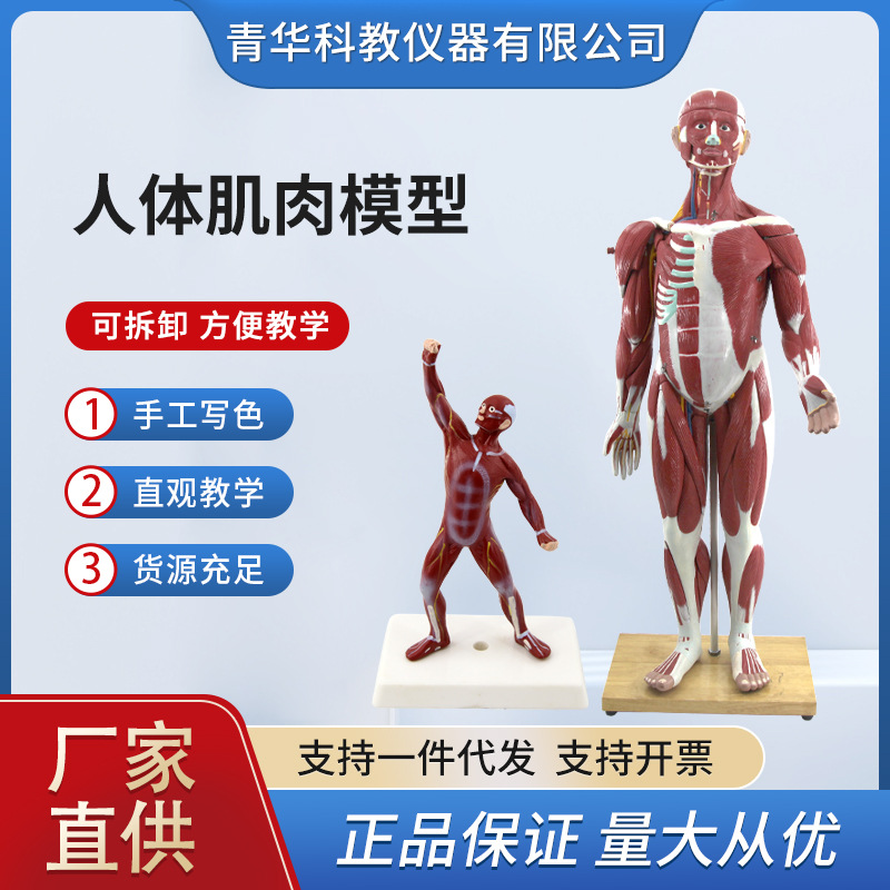 青华人体肌肉模型85cm全身肌肉形态构造生物医疗模型教学