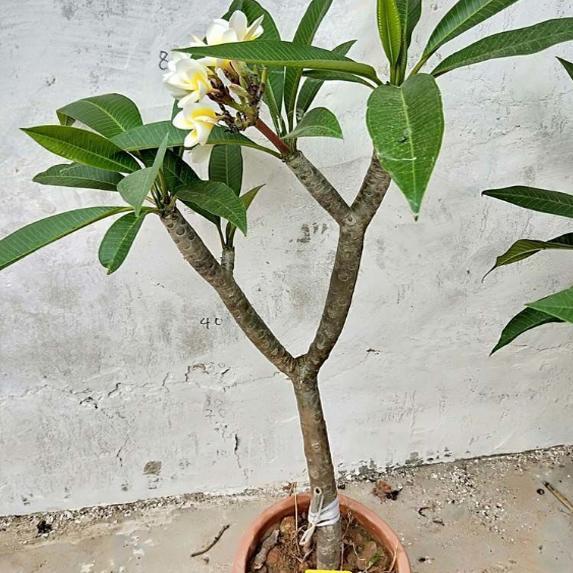 鸡蛋花盆栽树苗红黄多色好养鸡蛋桌面绿植