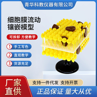 青华细胞膜流动镶嵌模型组件初中生物教学演示实验器材科教仪器