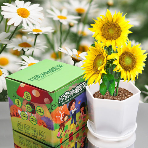 儿童diy探索种植玩具绿植生长观察小盆栽幼儿园花卉种子套装